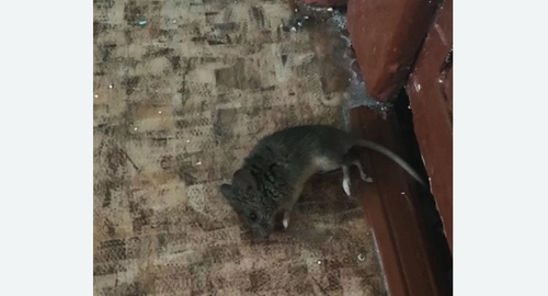 Дезинфекция от мышей в Приморско-Ахтарске