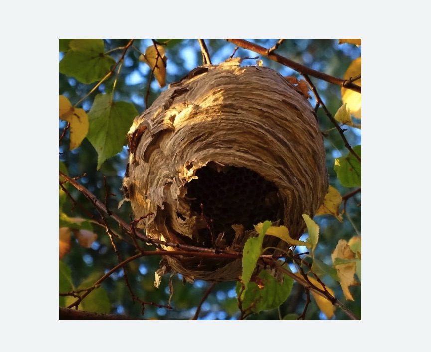 Обработка от шершней в Приморско-Ахтарске