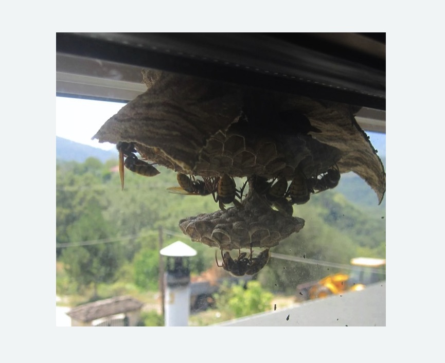 Уничтожение гнёзд шершней в Приморско-Ахтарске