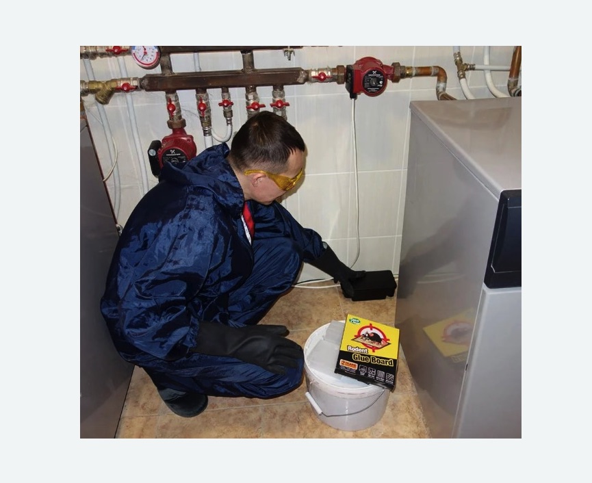 Уничтожение крыс в Приморско-Ахтарске